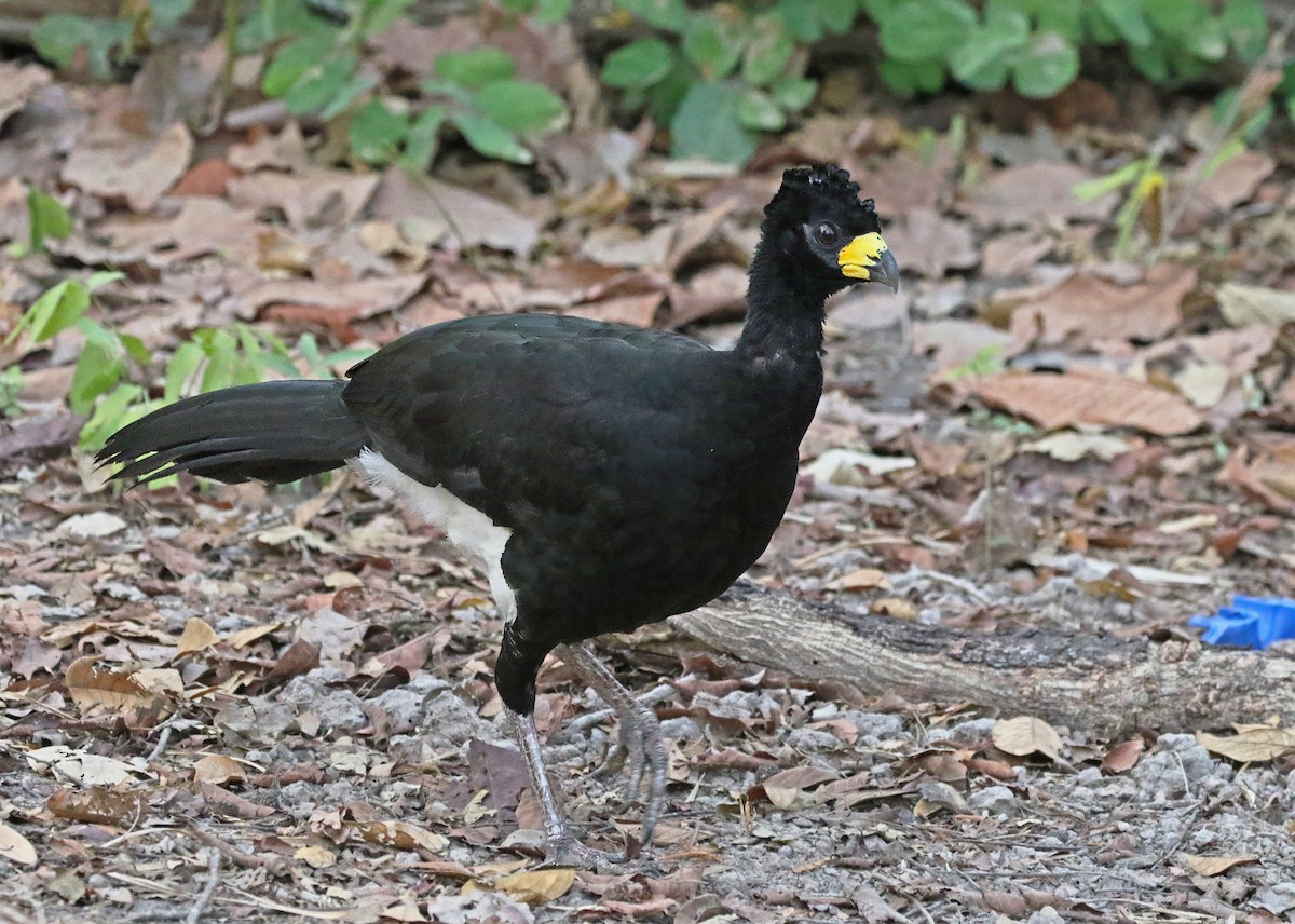Bare-faced Curassow (Bare-faced) - ML614278703
