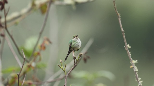 Yeşil Kuyruklu Kolibri - ML614278730