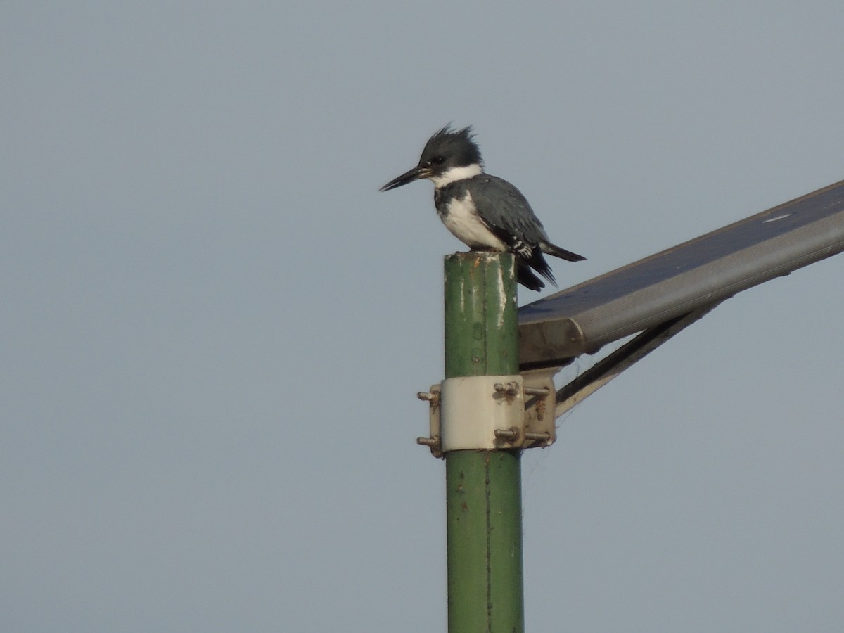 Belted Kingfisher - ML614278746