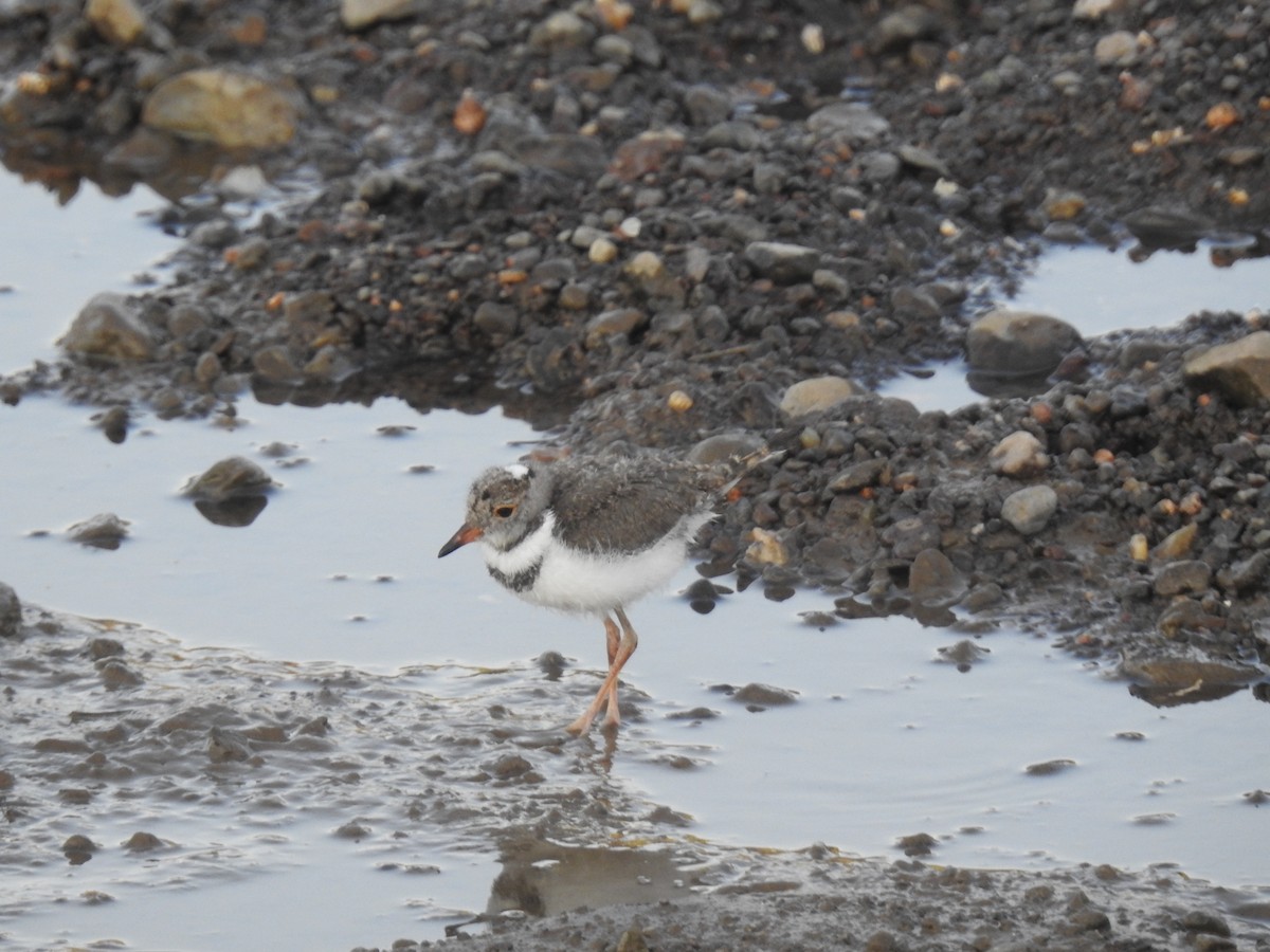 Three-banded Plover - ML614278786