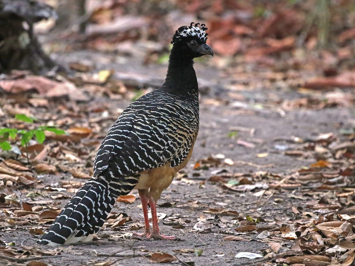 Bare-faced Curassow (Bare-faced) - ML614278837