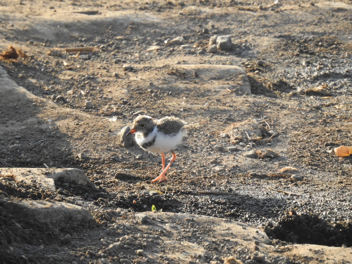 Three-banded Plover - ML614278984