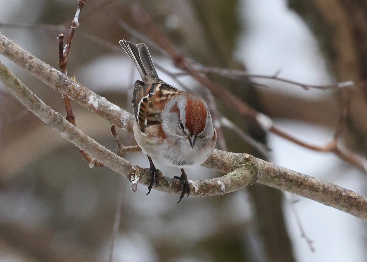 American Tree Sparrow - Patricia Schleiffer