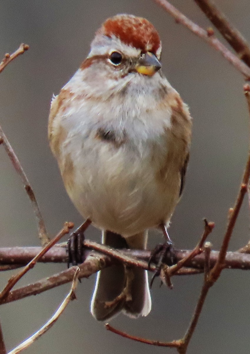 American Tree Sparrow - ML614279356