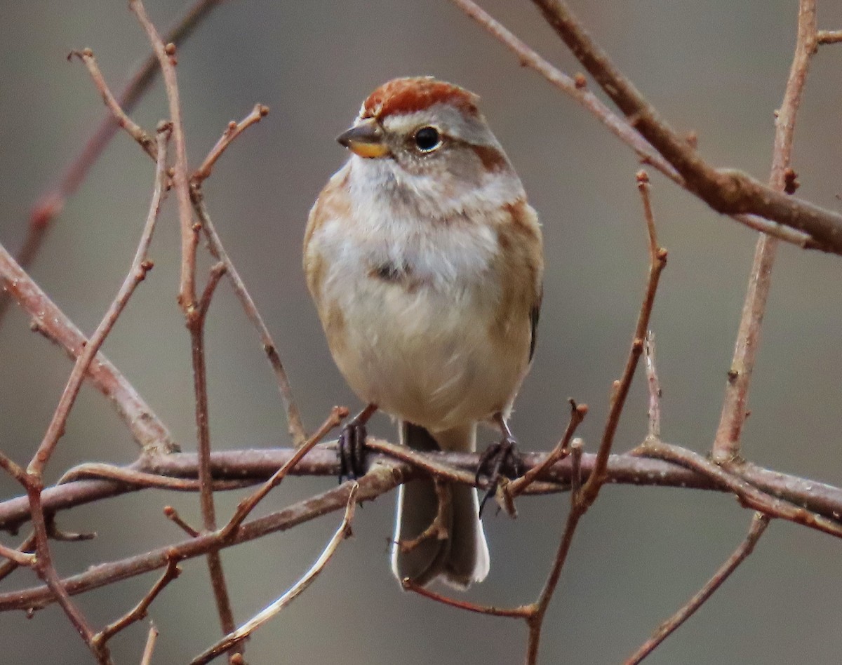 American Tree Sparrow - ML614279358