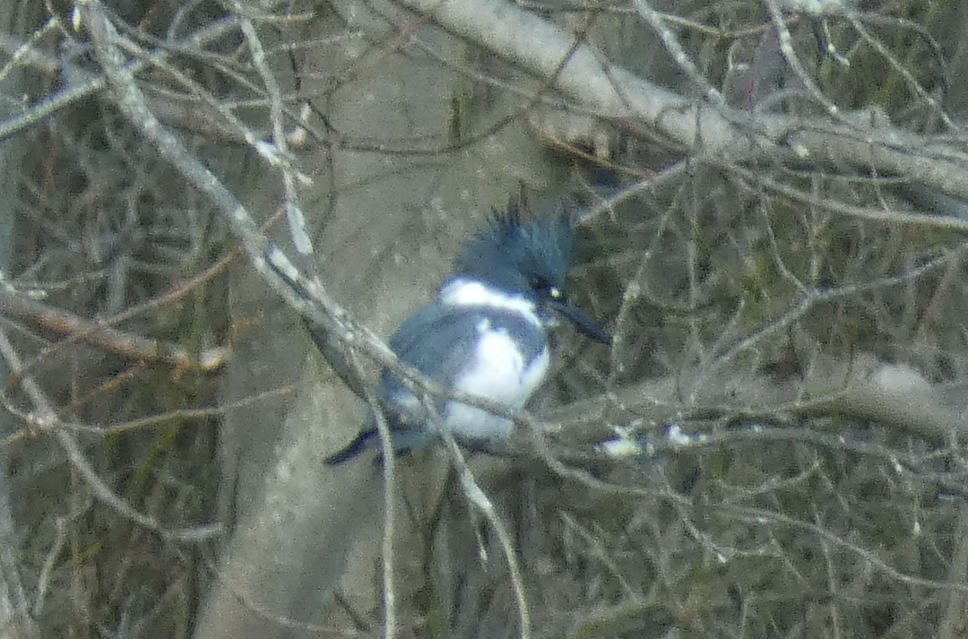 Belted Kingfisher - ML614279470