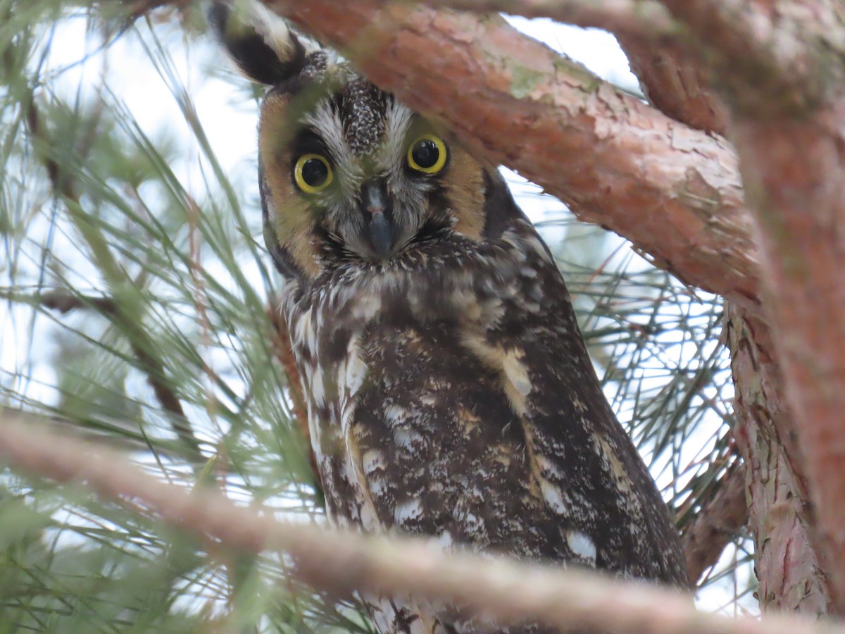Long-eared Owl - ML614279473