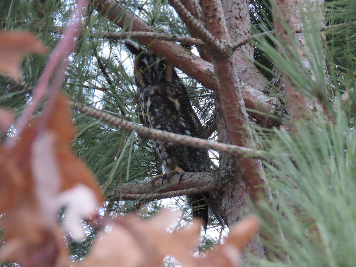 Long-eared Owl - ML614279487