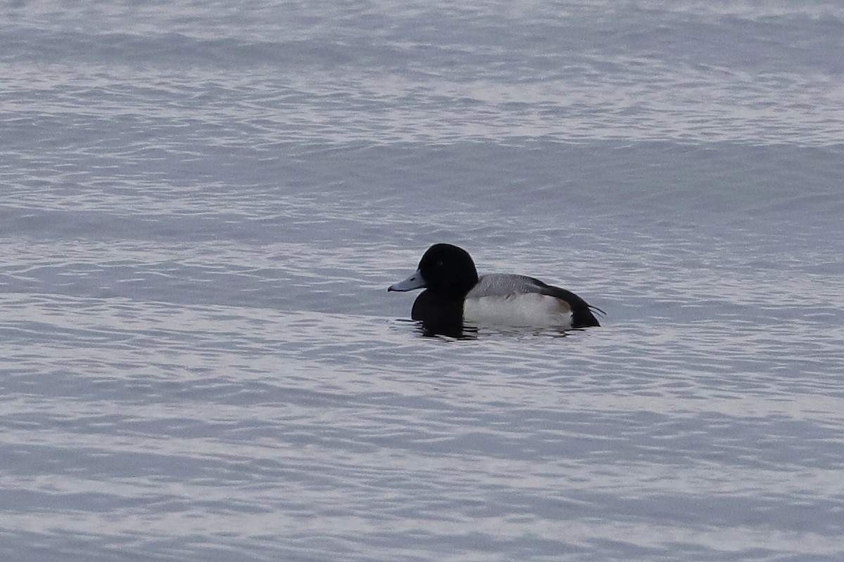 Greater Scaup - ML614279504