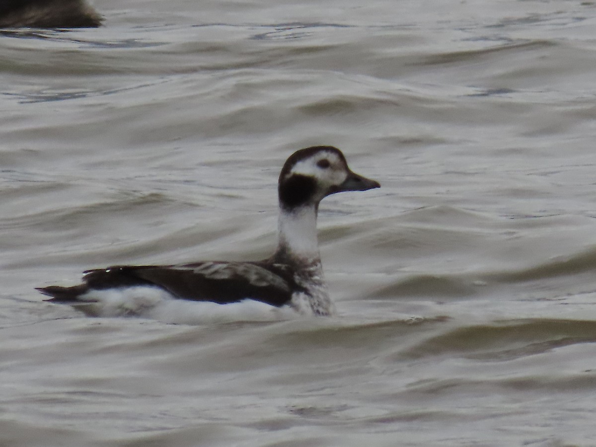 Long-tailed Duck - ML614279768