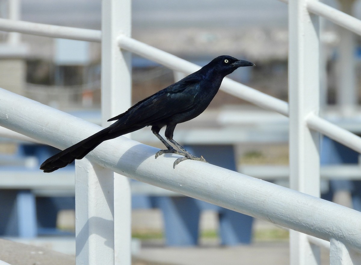 Great-tailed Grackle - ML614279993