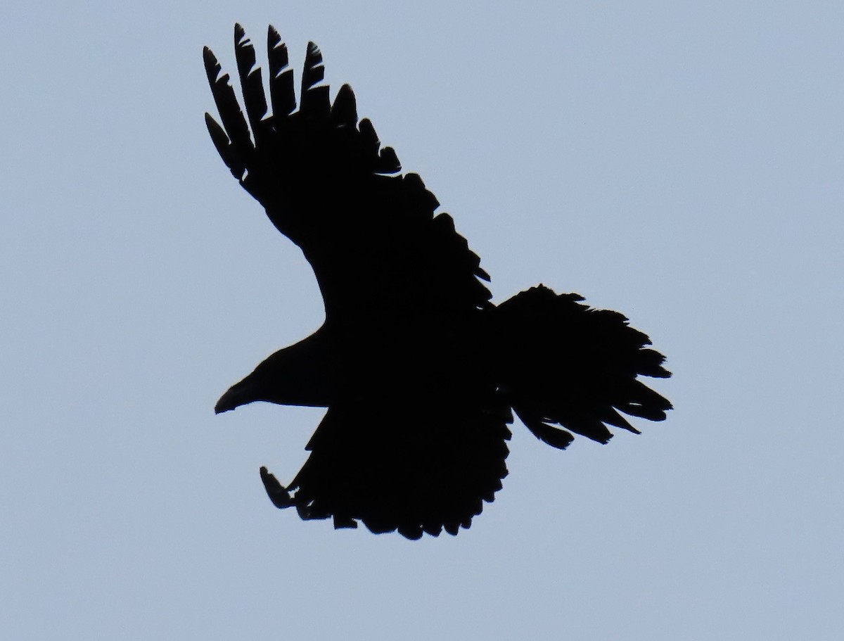 Common Raven - ML614280126