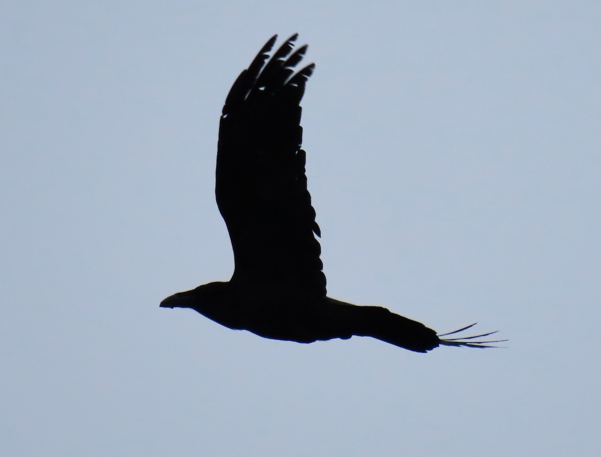 Common Raven - ML614280128