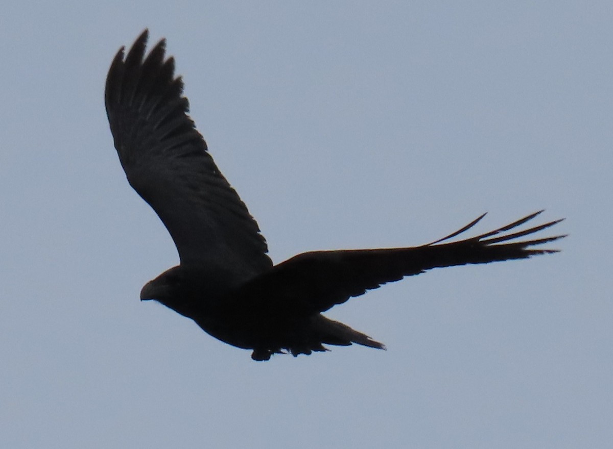 Common Raven - ML614280130