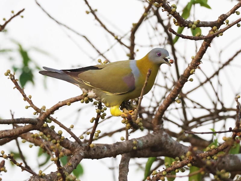 Yellow-footed Green-Pigeon - Jayan Thomas