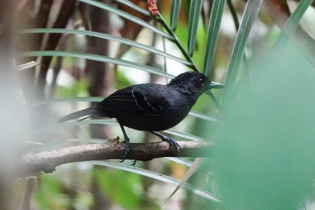 Black-headed Antbird - ML614280495