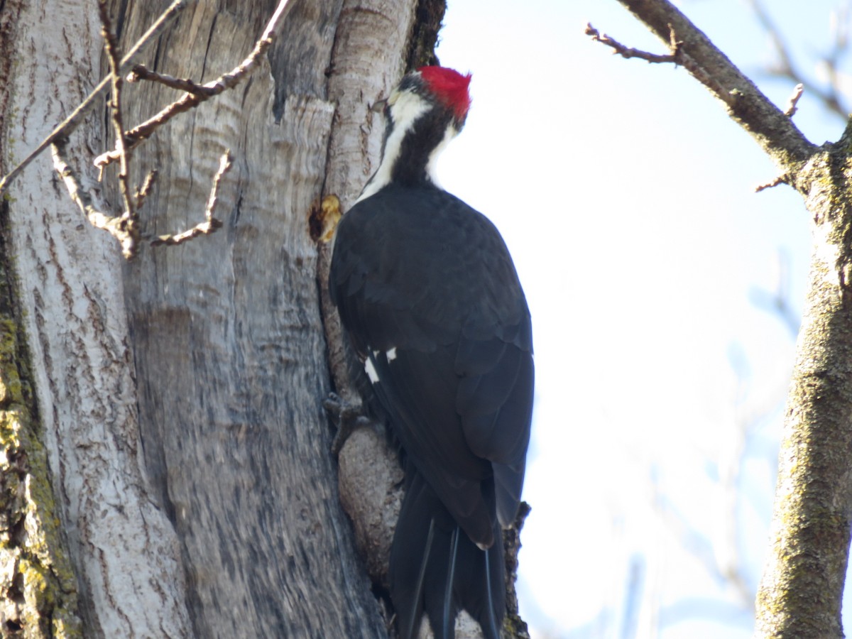 Pileated Woodpecker - ML614280544