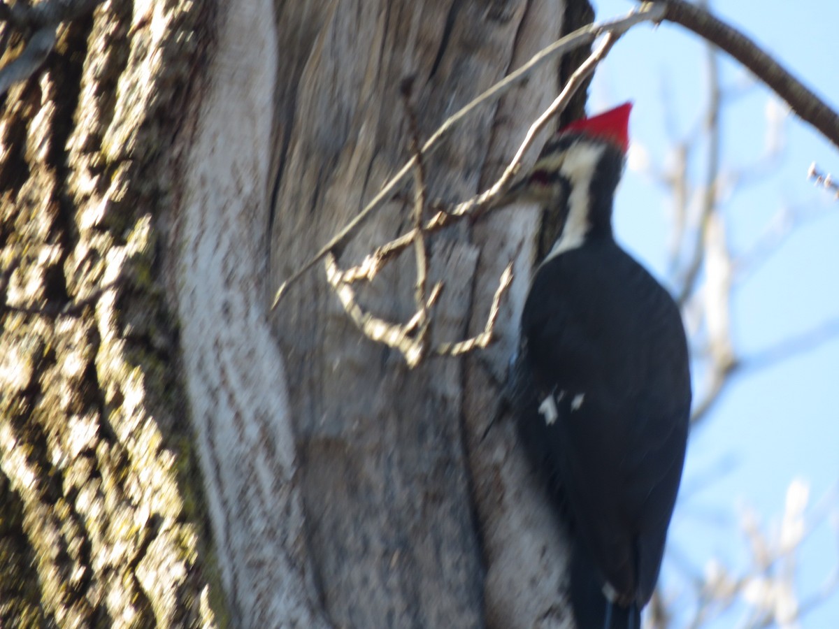 Pileated Woodpecker - ML614280545