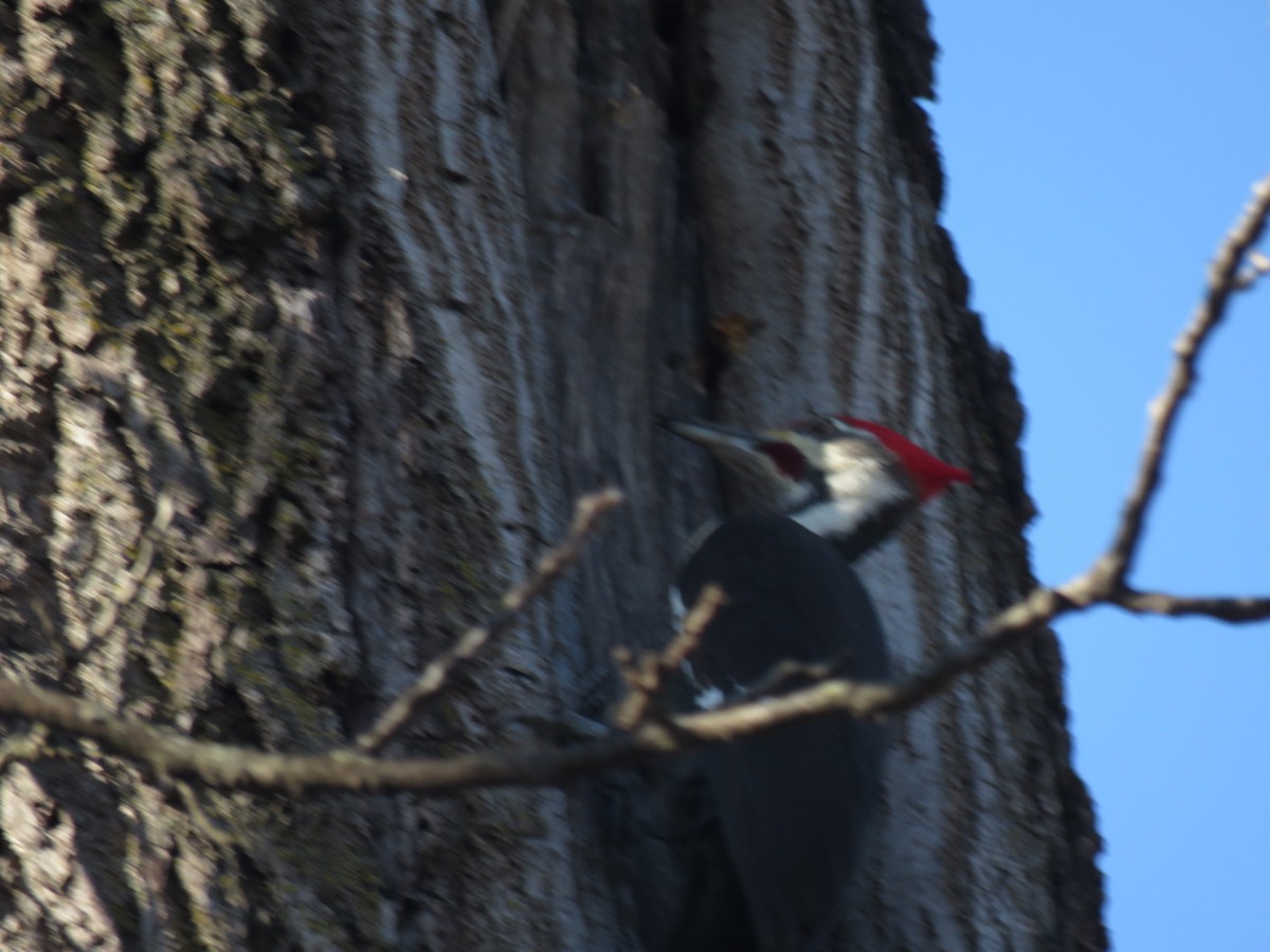 Pileated Woodpecker - ML614280546