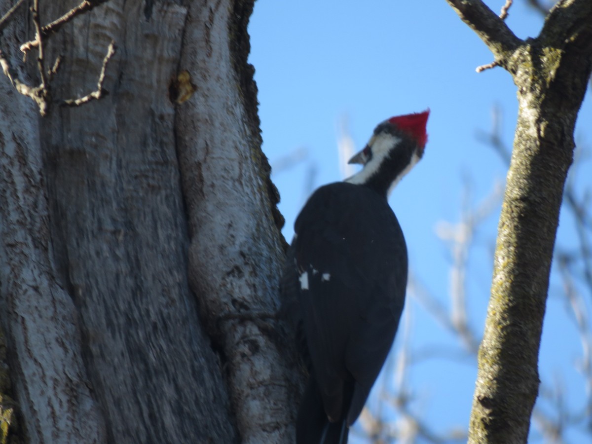 Pileated Woodpecker - ML614280547