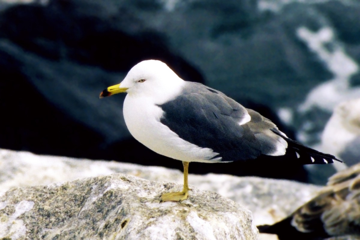 Black-tailed Gull - ML614280641