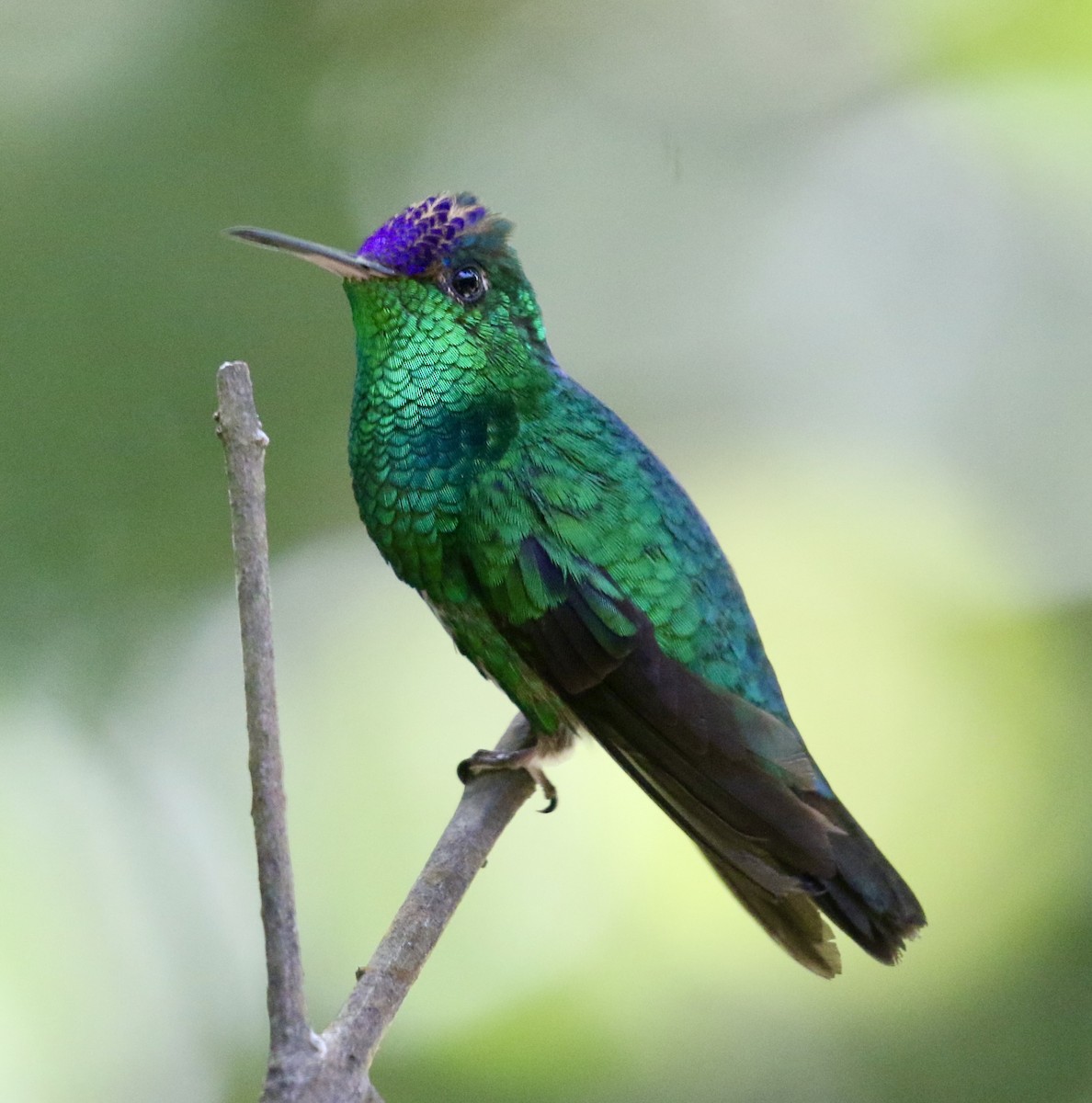Violet-capped Hummingbird - ML614280705