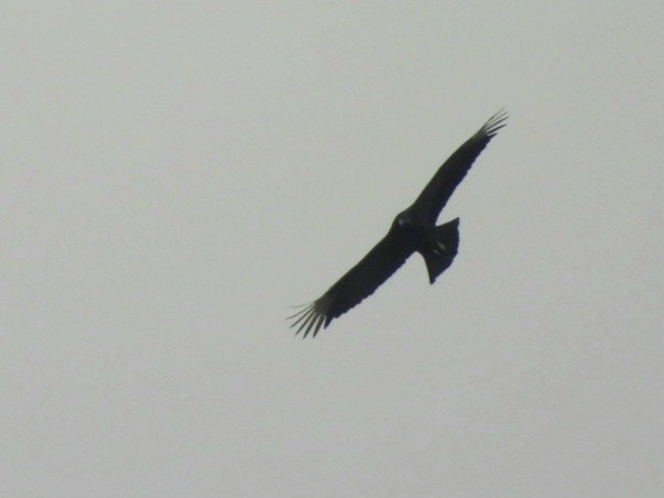 Black Vulture - ML614280854