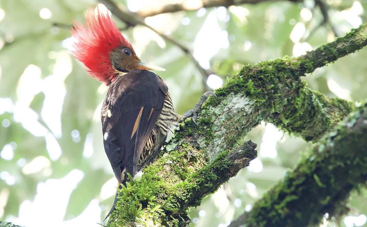 Helmeted Woodpecker - Craig Rasmussen
