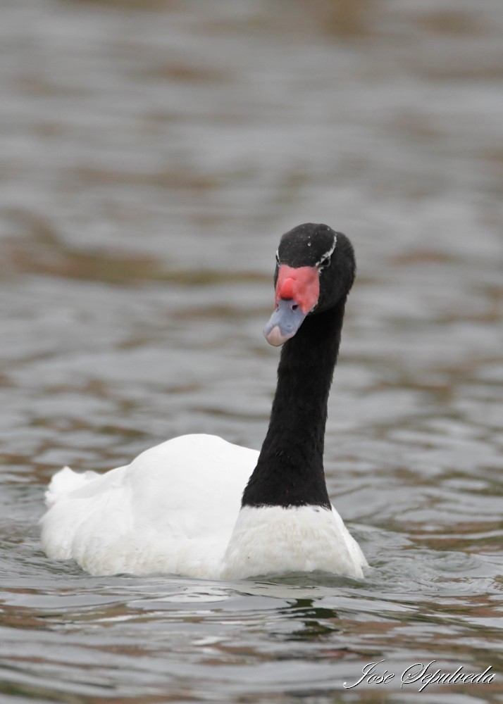 Black-necked Swan - José Sepúlveda