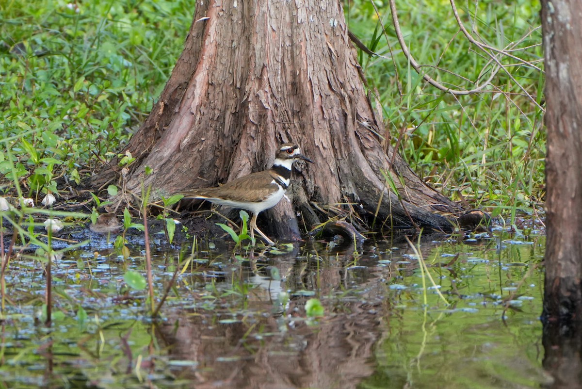 eBird Checklist 1 Feb 2024 North Jupiter Flatwoods Natural Area
