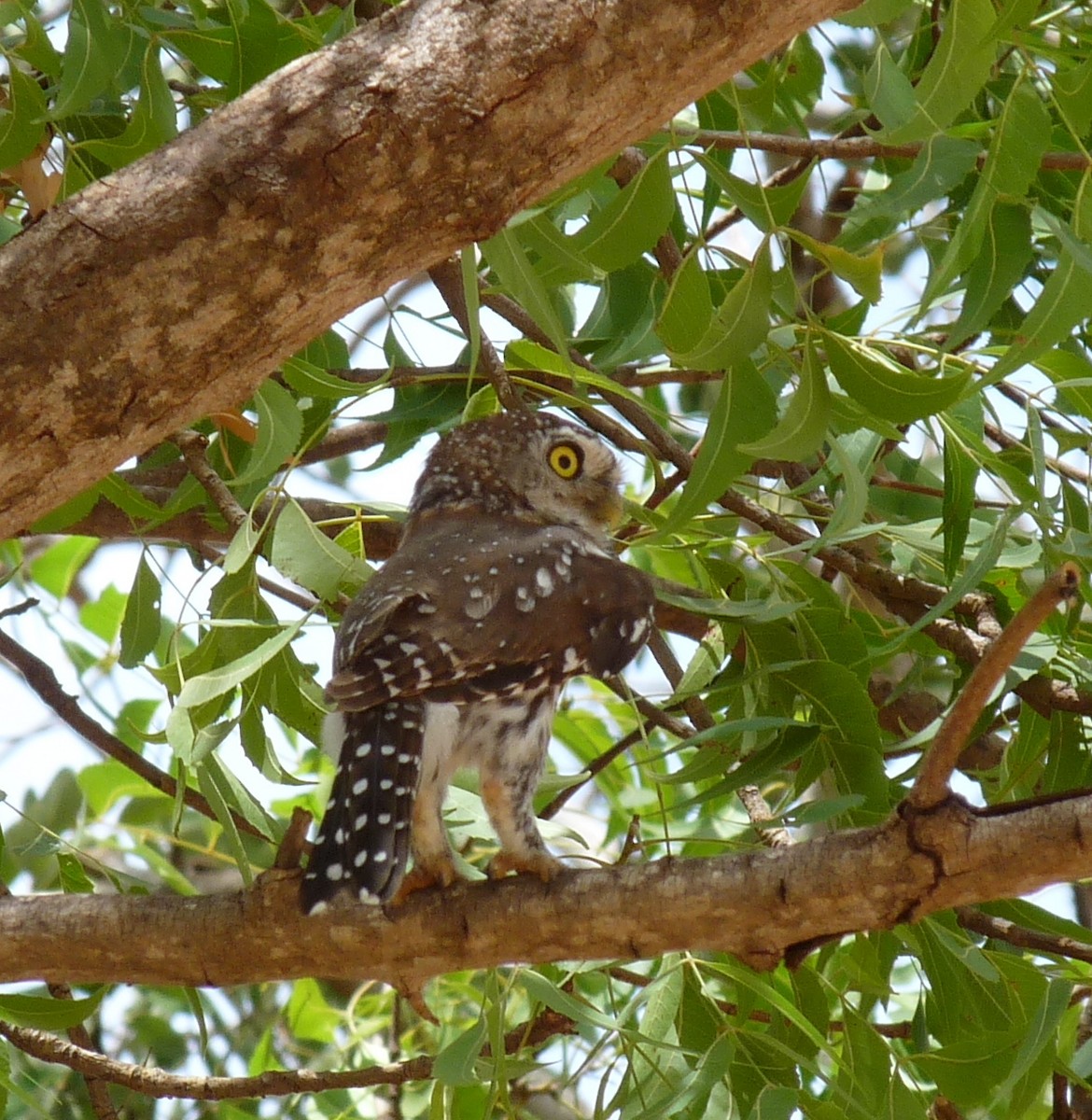 Pearl-spotted Owlet - Bob Curry