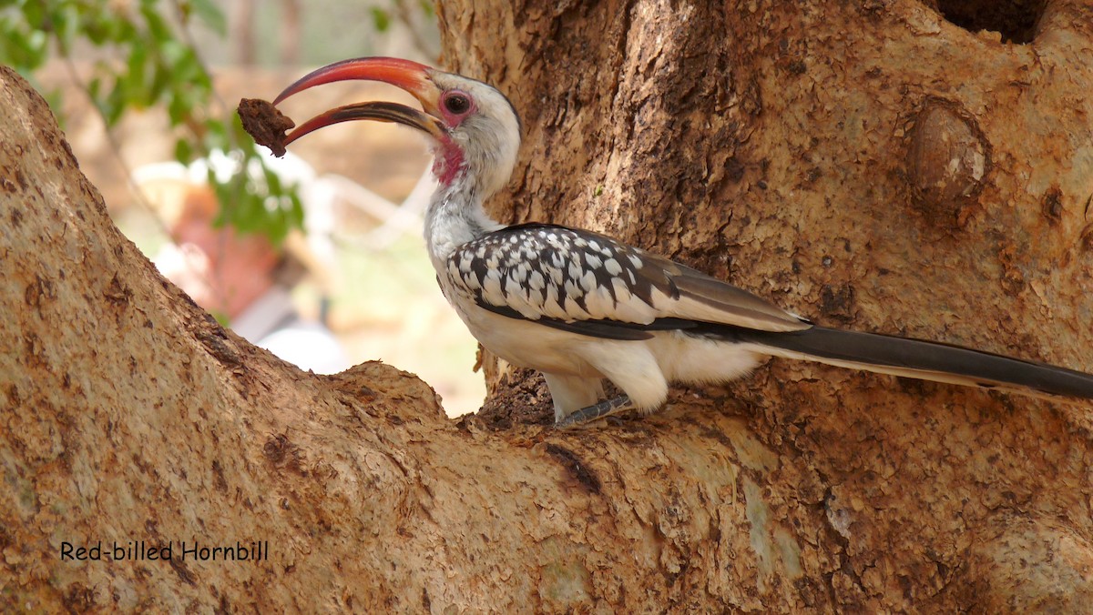 Northern Red-billed Hornbill - Bob Curry