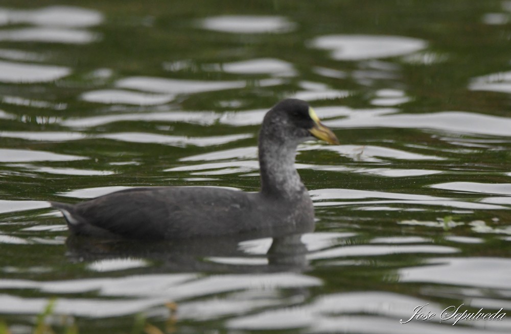 Red-gartered Coot - ML614281479