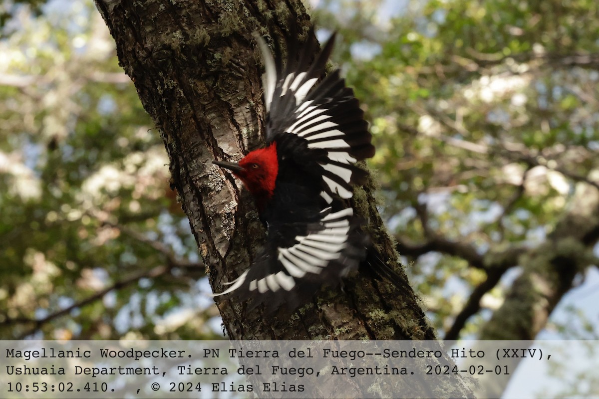 Magellanic Woodpecker - ML614281503