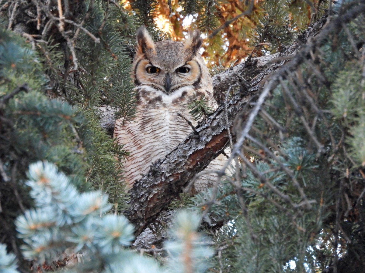 Great Horned Owl - ML614281516