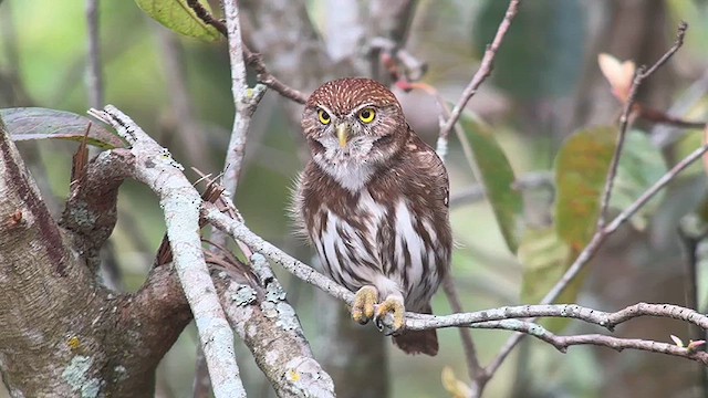 Ferruginous Pygmy-Owl - ML614281525