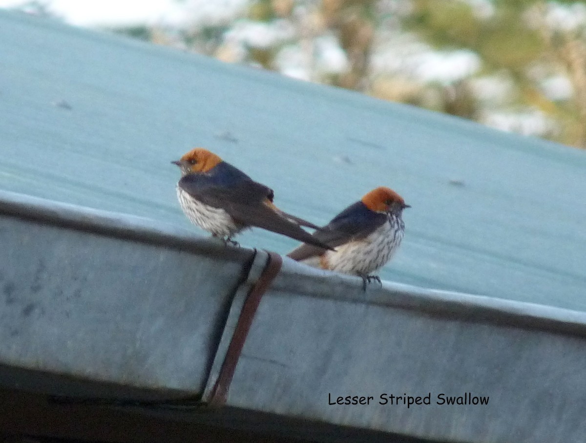 Lesser Striped Swallow - ML614281559