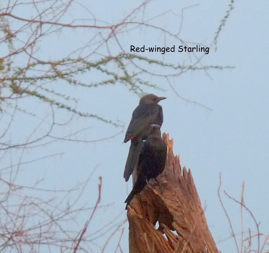 Red-winged Starling - ML614281584
