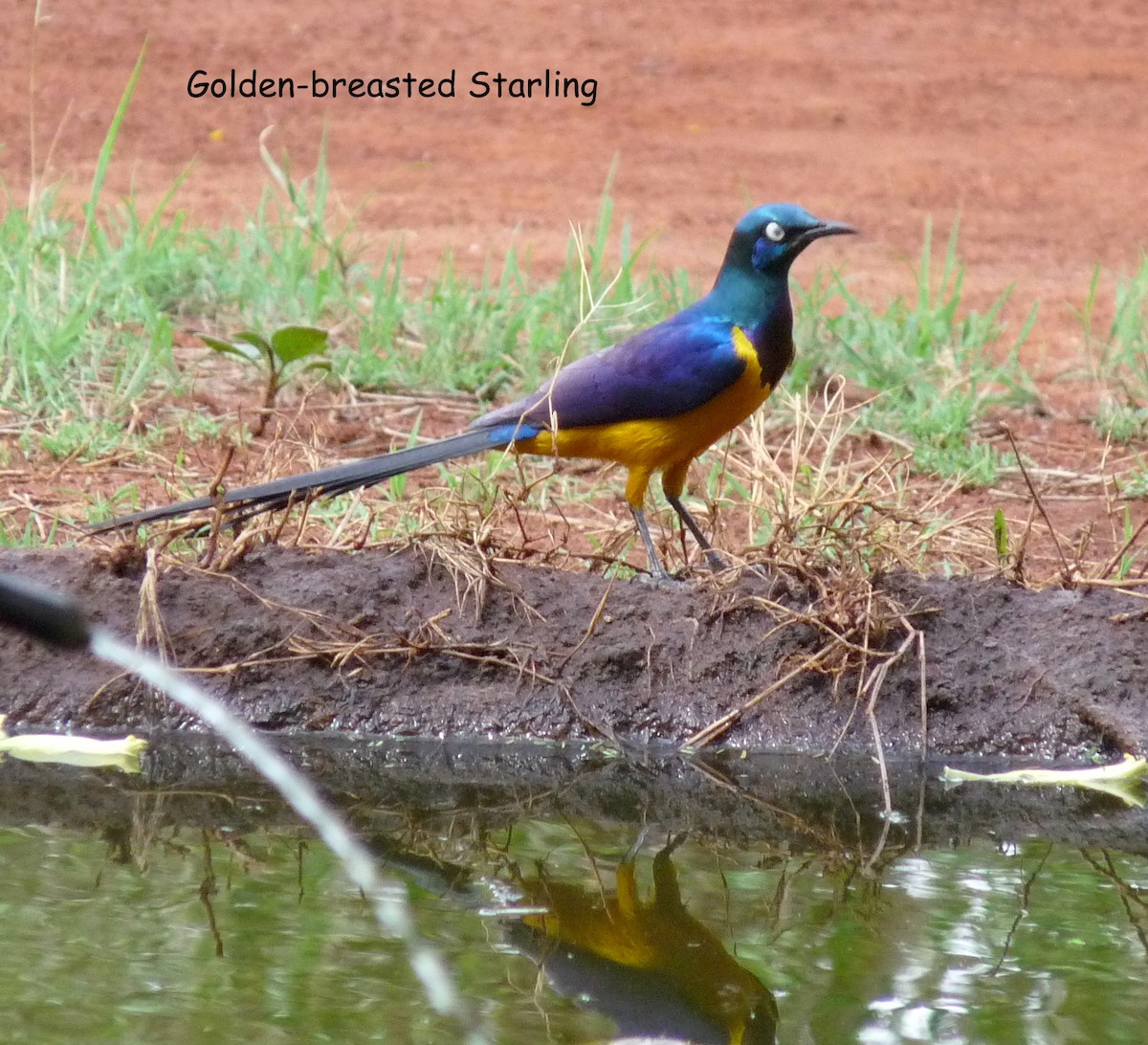 Golden-breasted Starling - ML614281633