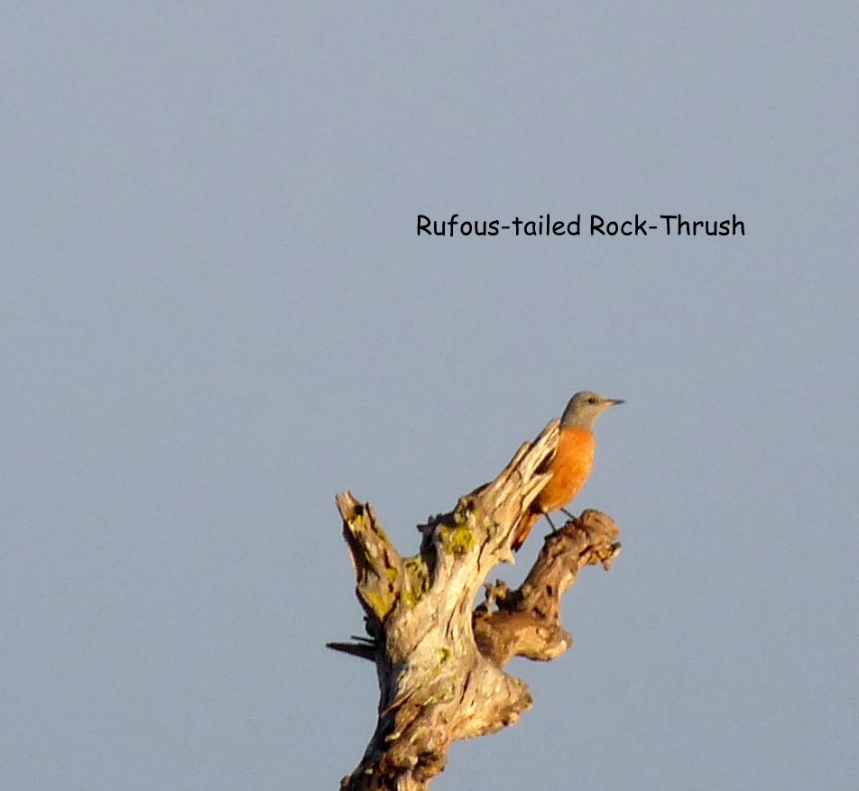 Rufous-tailed Rock-Thrush - ML614281664