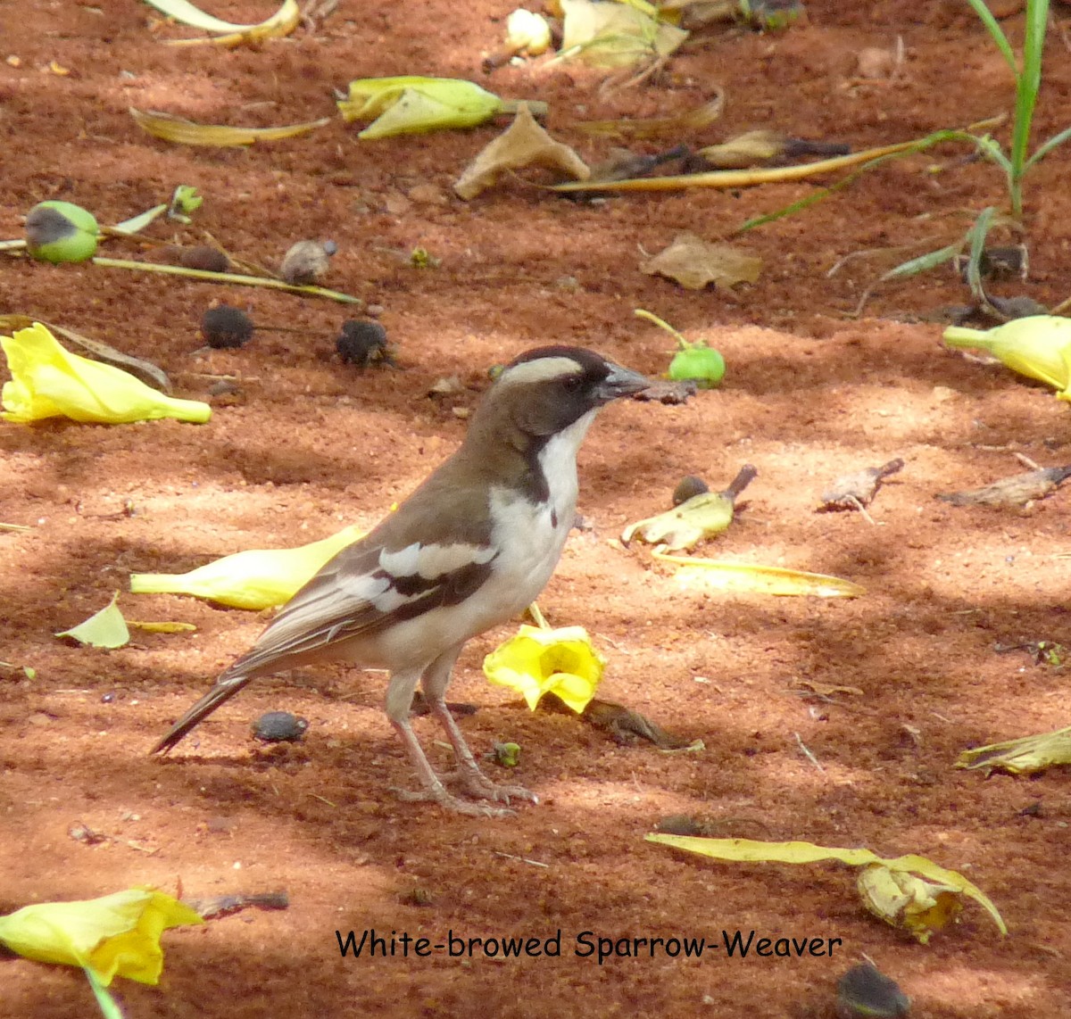 White-browed Sparrow-Weaver - ML614281759
