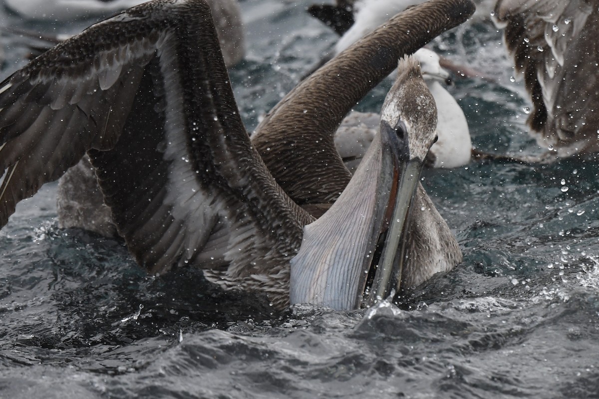 pelikán hnědý - ML614281812