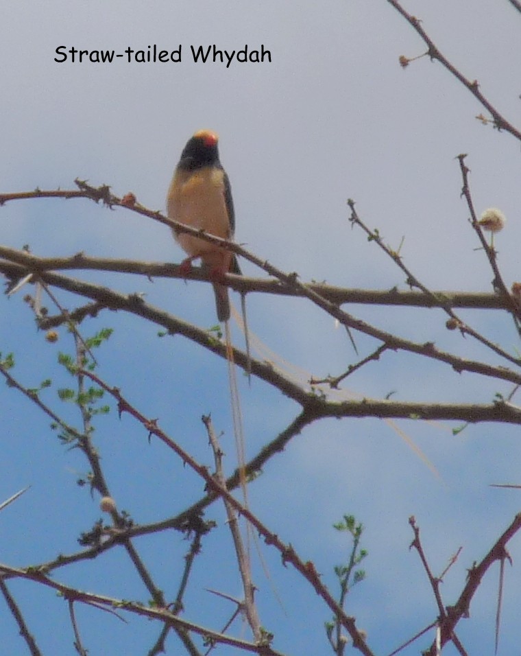 Straw-tailed Whydah - ML614281832