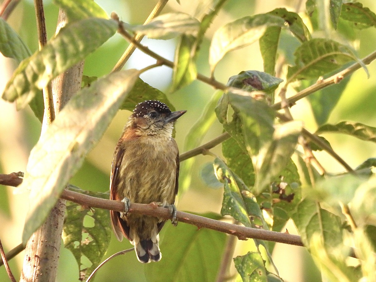 Olivaceous Piculet - ML614281847