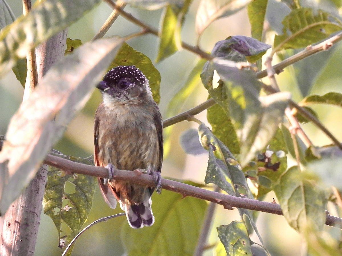Olivaceous Piculet - ML614281848