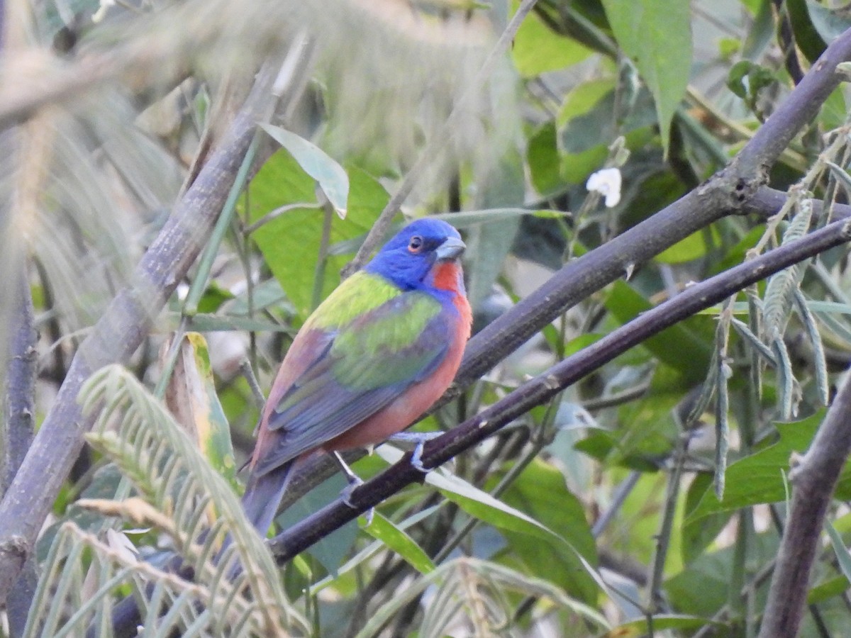 Painted Bunting - ML614281929