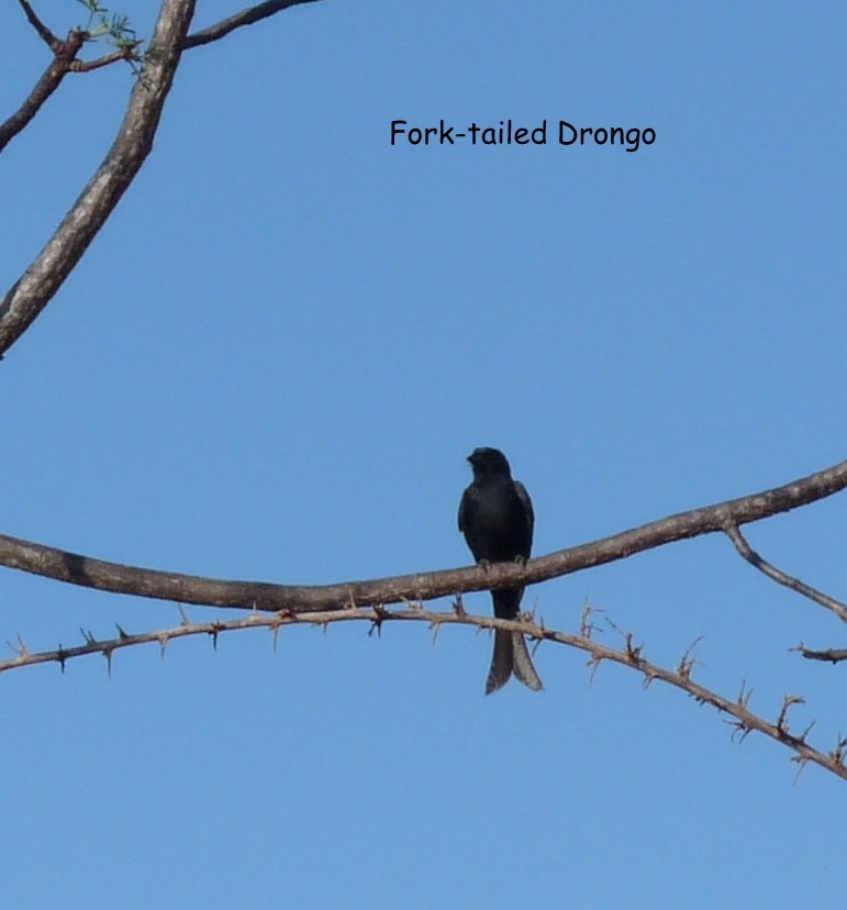 Fork-tailed Drongo - ML614282015