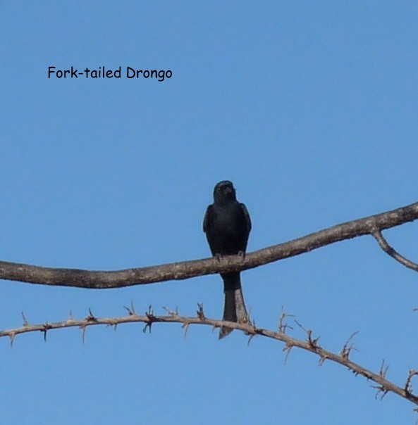 Fork-tailed Drongo - ML614282016