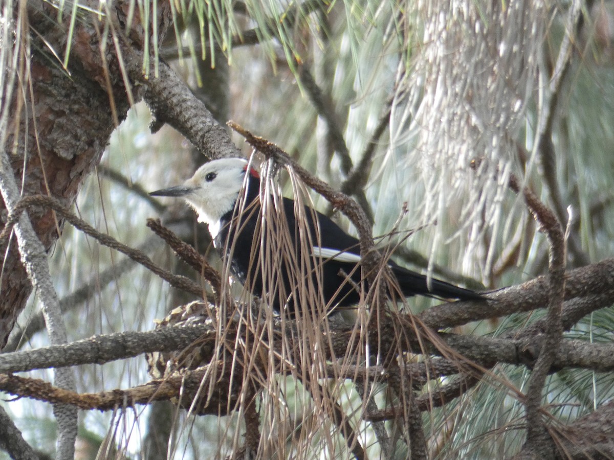 White-headed Woodpecker - ML614282380