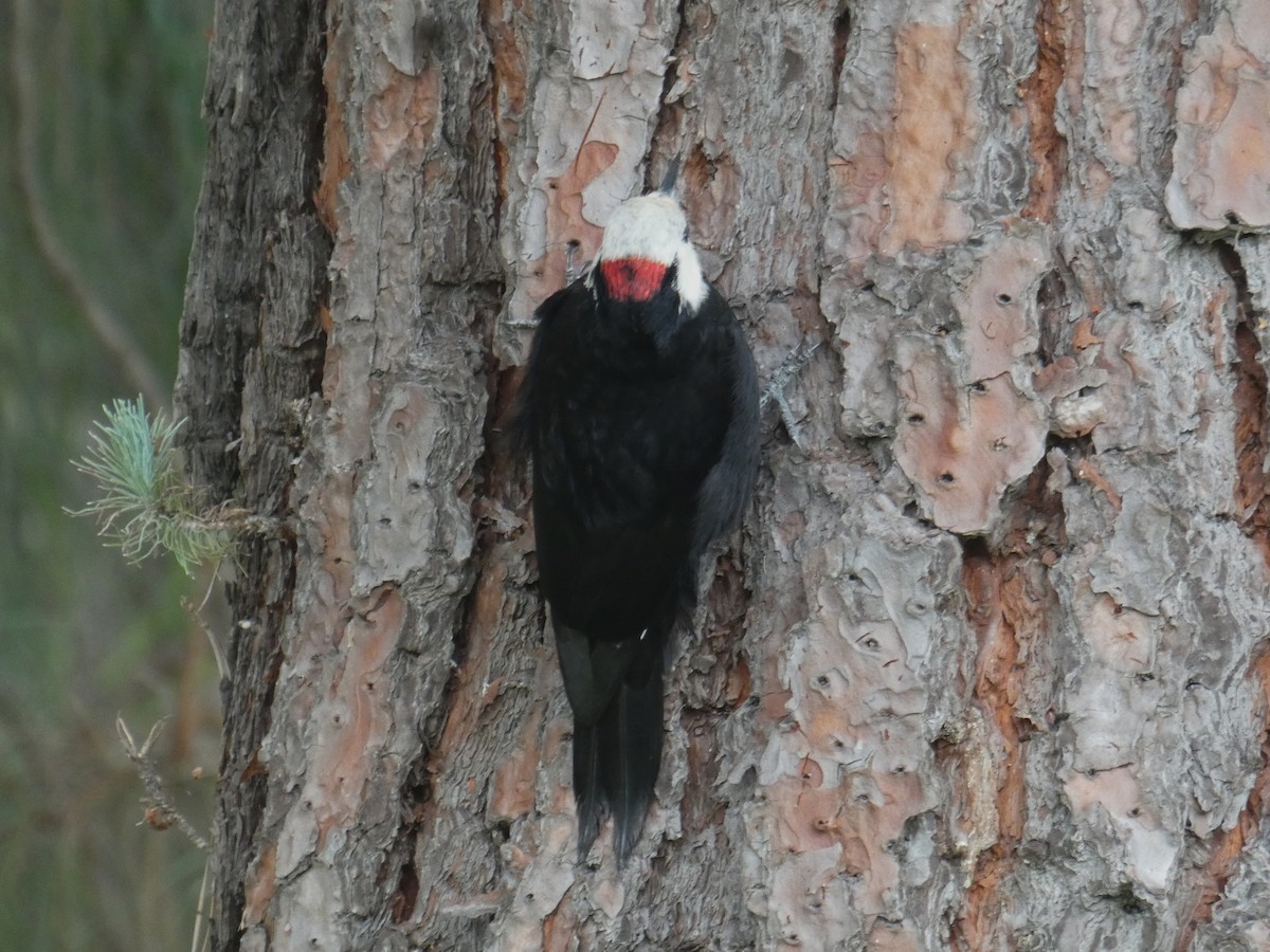 White-headed Woodpecker - ML614282384